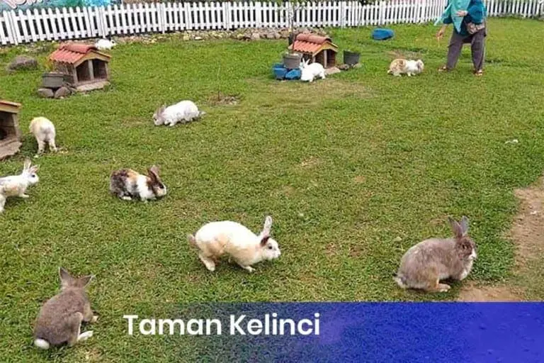 Taman Kelinci