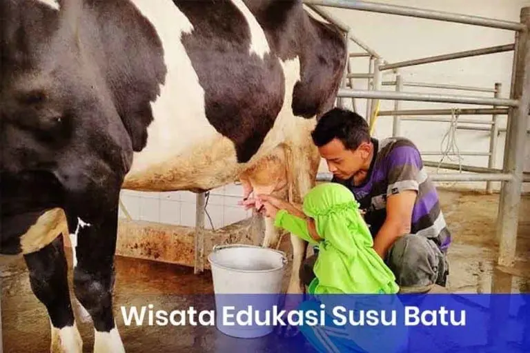 Wisata Edukasi Susu Batu