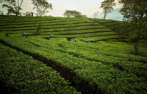 kebun teh lawang